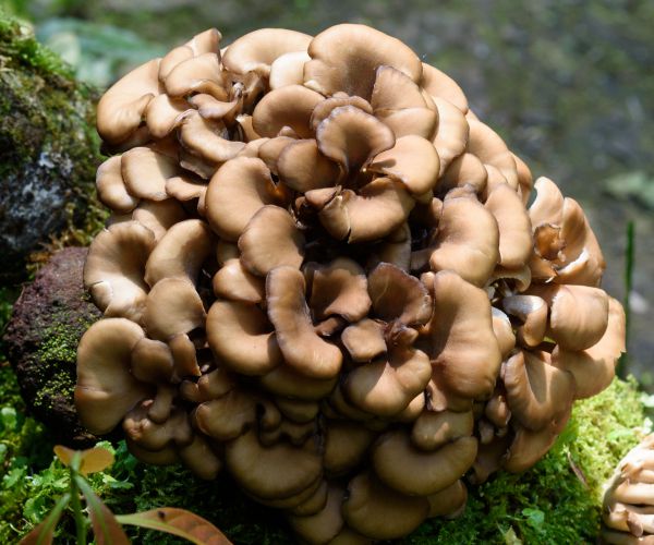 Maitake